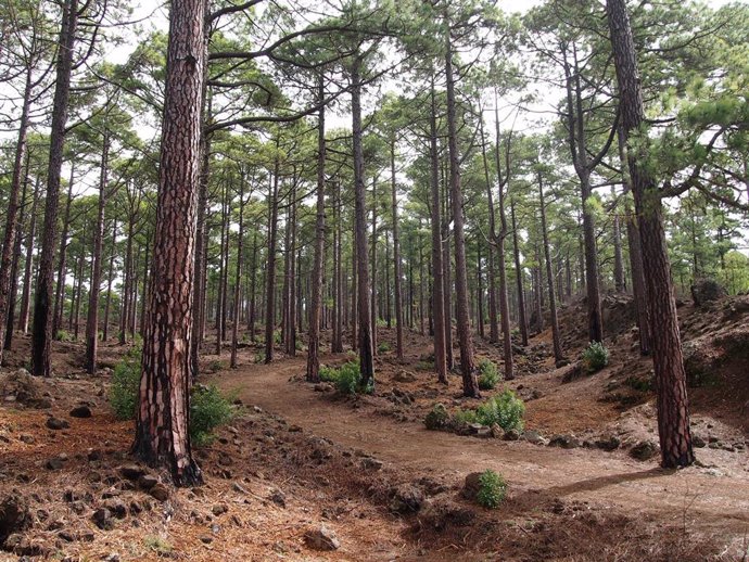 Monte en Tenerife