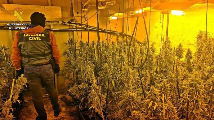 Plantación de marihuana en Alange
