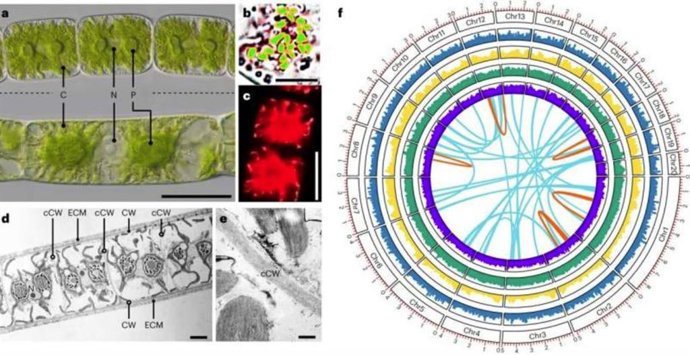 Código genómico de Zygnema.