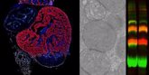Foto: Investigadores descubren el papel clave de las proteínas de la mitocondria en la regeneración cardíaca