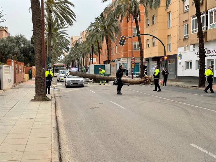 Archivo - Una palmera se desploma sobre un vehículo y una motocicleta en la Avenida Cabo de Gata de Almería ocasionando dos fallecidos.