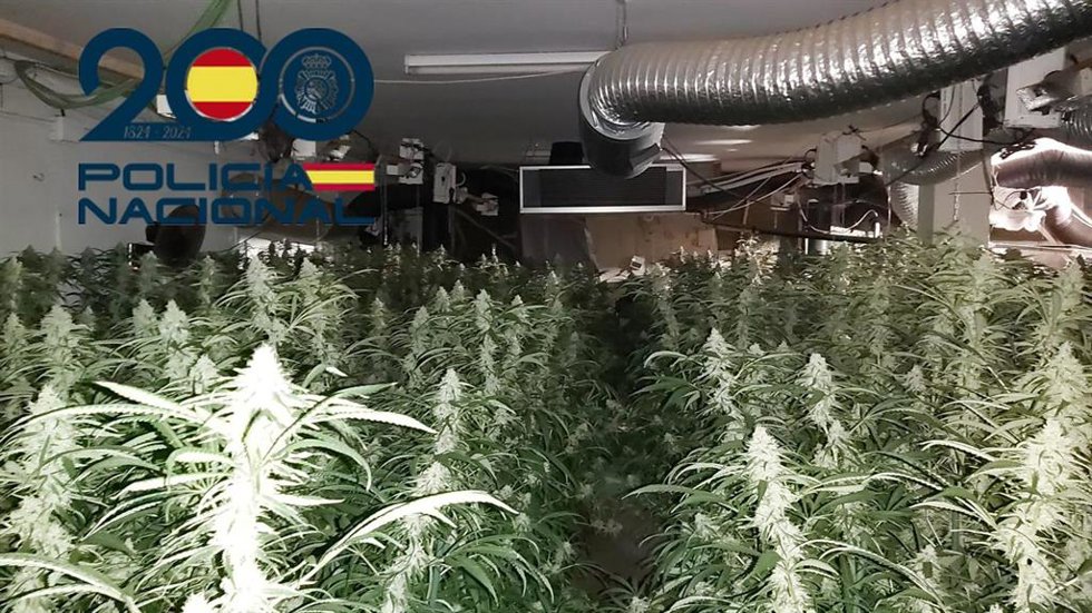 Detenidas dos personas tras ser sorprendidas 'in fraganti' con casi media tonelada de marihuana.