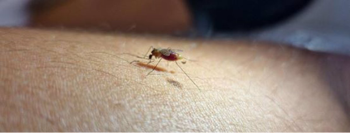 El CSIC destaca la predilección de los mosquitos transmisores de la malaria por valles de ríos con zonas de regadío