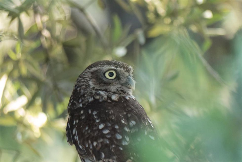 SEO/BirdLife emite por primera vez la cría de mochuelo europeo con cámaras en directo en La Moraña (Ávila).