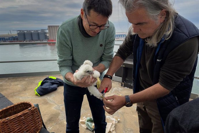 Crías de halcón peregrino nacidas en el Port de Tarragona