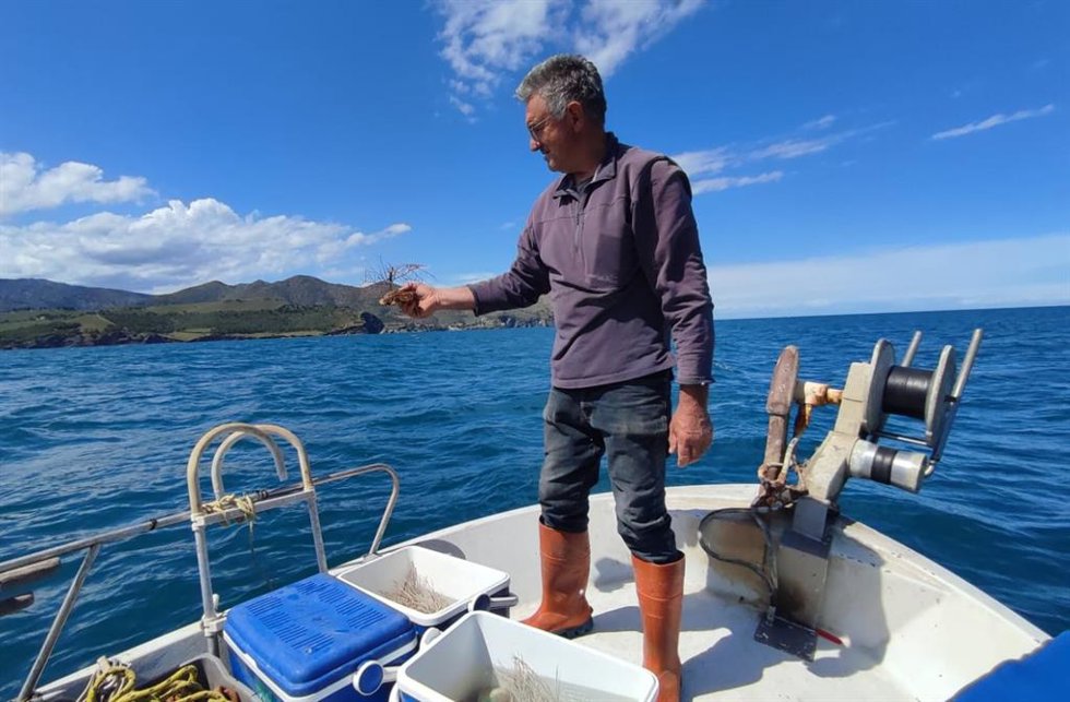 Las cofradías participantes en el proyecto LIFE ECOREST inician el proceso de retorno al mar de los corales recuperados.