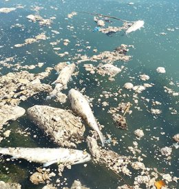 Imatge dels peixos morts que van ser localitzats aquest diumenge en la llera històrica del Turia, entre el pont de Drassanes i la rotonda portuària.