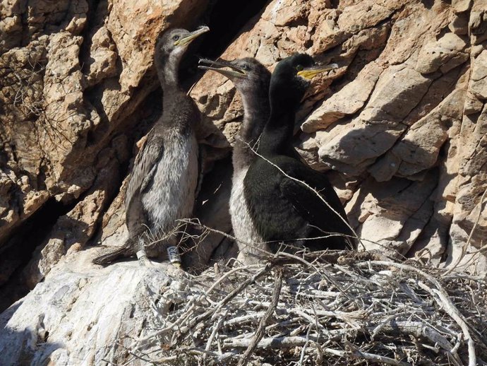 Tres aves en el entorno del puerto de Cartagena