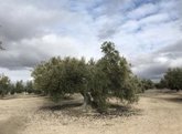 Foto: La UJA señala la "oportunidad perdida" al retirarse la candidatura del olivar a Patrimonio Mundial y mantiene su apoyo