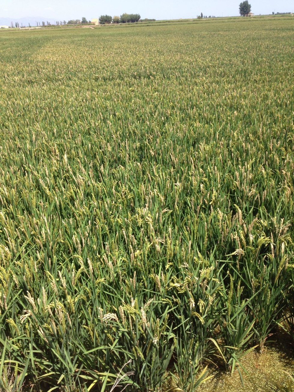 Archivo - Cultivos de arroz, imagen de archivo. 
