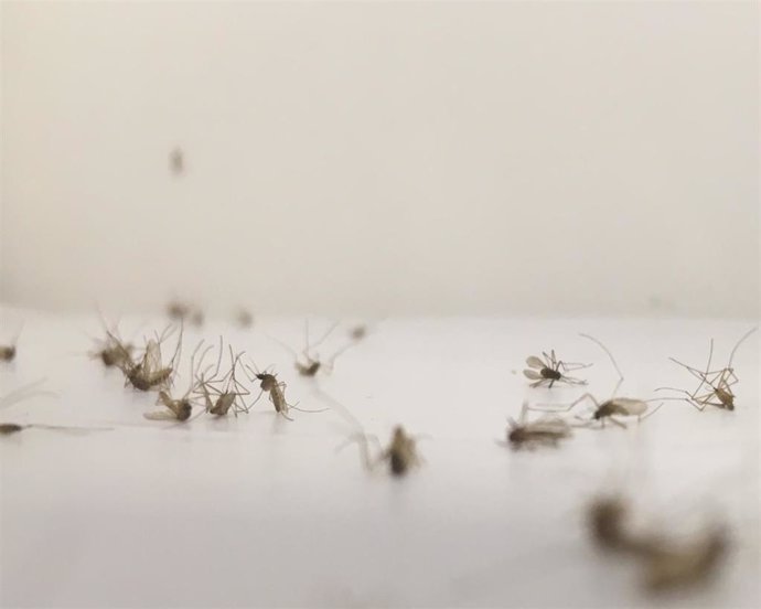 Archivo - [Sevilla] [Comunicacion.Csic.Andalucia] Ndp Los Parásitos De La Malaria Aviar Reducen La Supervivencia De Los Mosquitos