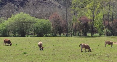 Asturias Rural