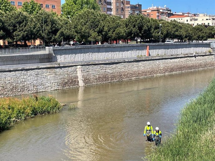 Operarios del Ayunamiento de Madrid trabajan en las labores de prevención de la mosca negra en el río Manzanares.