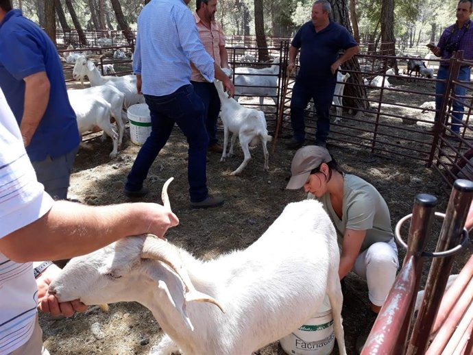 El campeonato se celebrará entre el 25 de mayo y el 1 de junio.