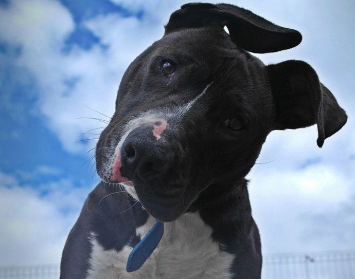 Archivo - Perro potencialmente peligroso.