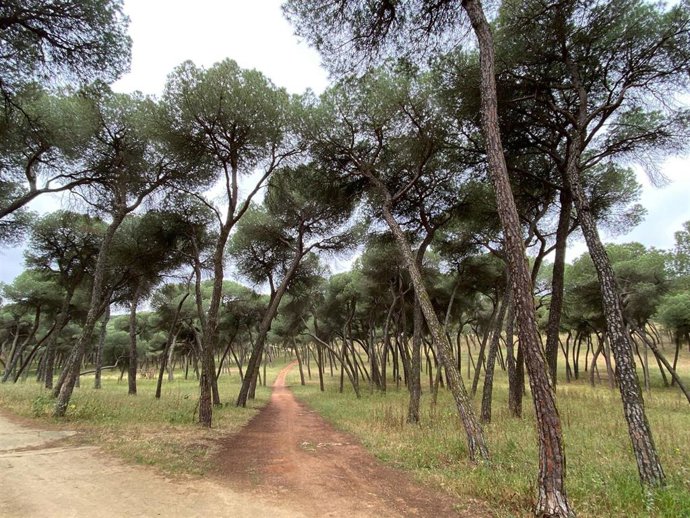 Archivo - Tras las precipitaciones de las últimas semanas que han mejorado las reservas de agua, la ciudad podrá contar para la red de riego con agua potable que permita mantener el verdor y la frondosidad de las zonas verdes cuando sea necesario. 