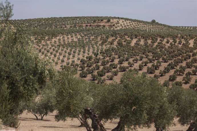 Archivo - Imagen de archivo de un olivar en Jaén.