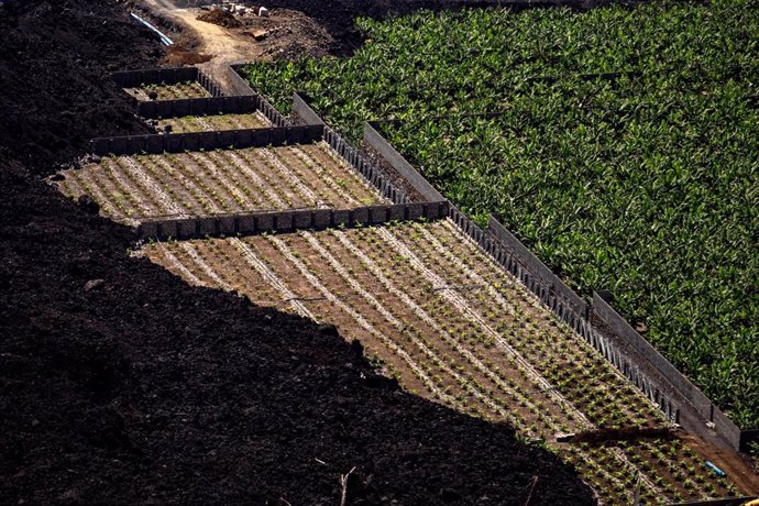 Archivo - Vista aérea de una finca de cultivo de plátanos que ha sido replantada, rodeada de una colada de lava del volcán en el municipio de Tazacorte