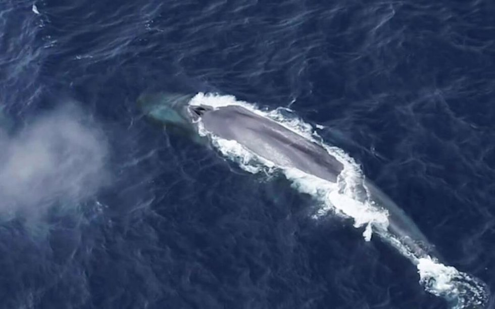 Ballena azul