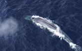 Foto: Miles de horas de escucha delatan a la ballena azul antártica