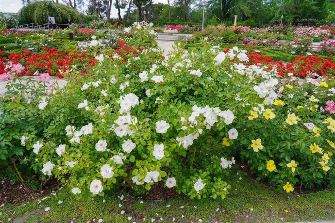 Rosaleda Parque del Oeste