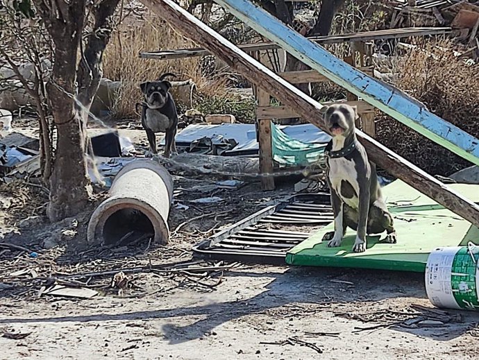 Plantació de marihuana desmantellada a Oriola