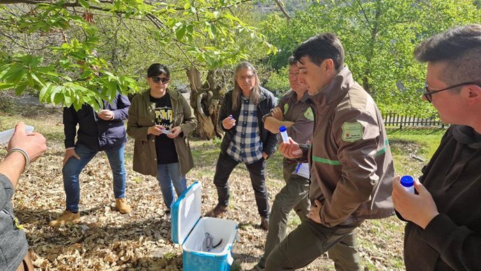 Momento de la suelta del parasitoide torymus sinensis para combatir a la avispilla del castaño.