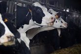 Foto: La OMS alerta de que hasta 36 ganaderías de vacas de EEUU tienen gripe aviar: "El virus se está adaptando a mamíferos"
