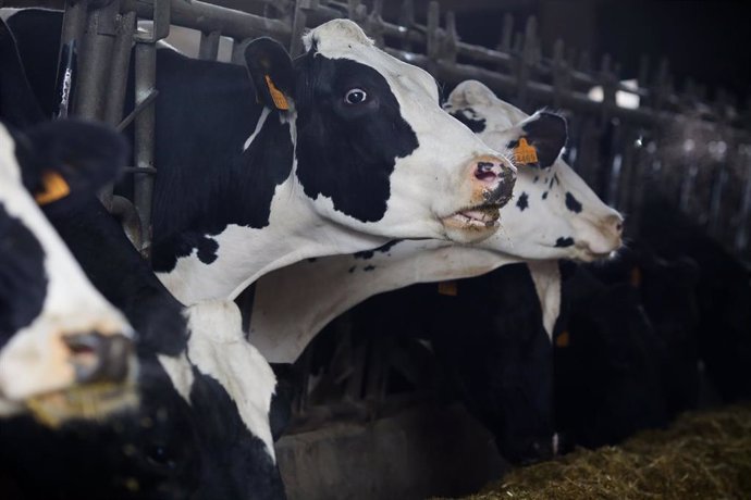 Archivo - Varias vacas en una ganadería de lácteo en la parroquia de Piñeiro, a 14 de noviembre de 2023, en Xermade, Lugo, Galicia (España). 