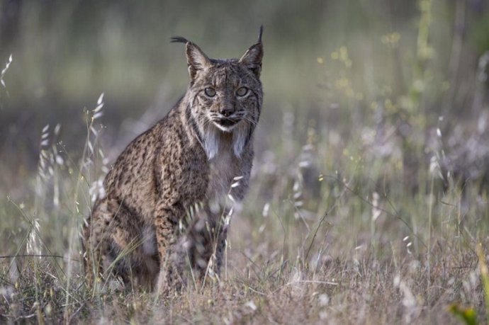 Archivo - Un ejemplar de lince ibérico, imagen de archivo 