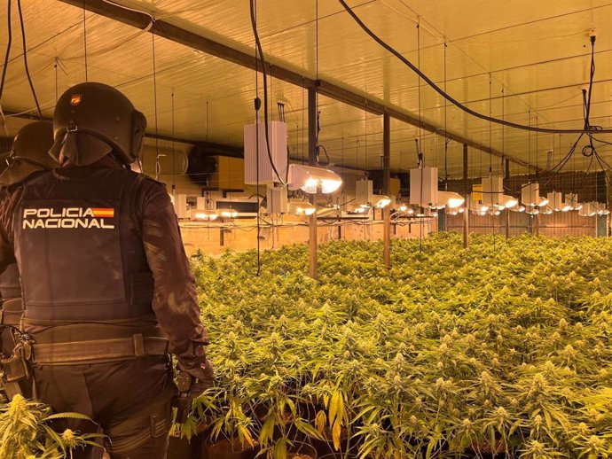 Incautado en Viator un cultivo de 2.000 plantas de marihuana en una nave industrial de la Sareb.