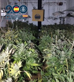 Plantación de marihuana en una vivienda de la barriada de Tulio en Badajoz.