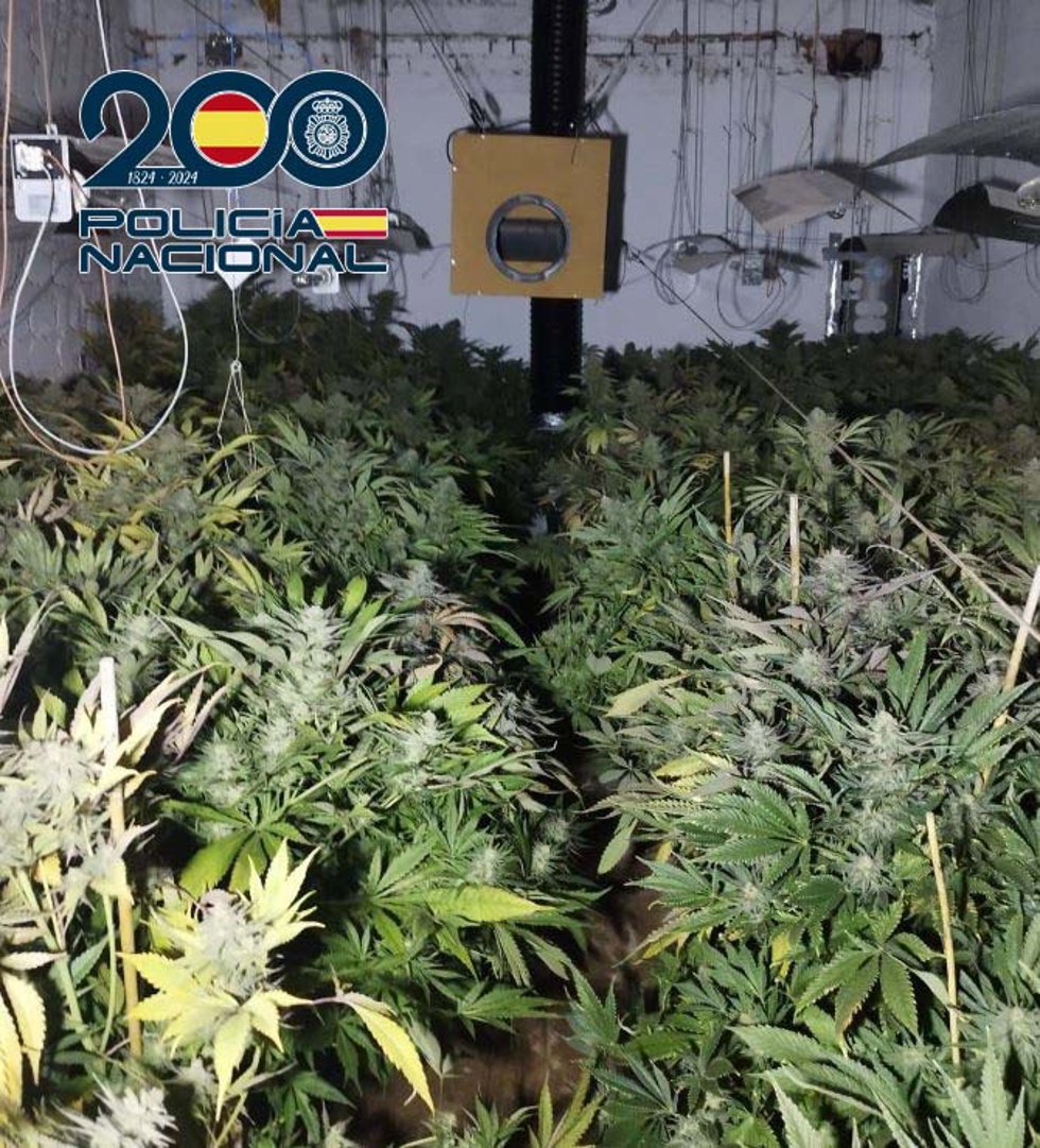 Plantación de marihuana en una vivienda de la barriada de Tulio en Badajoz.
