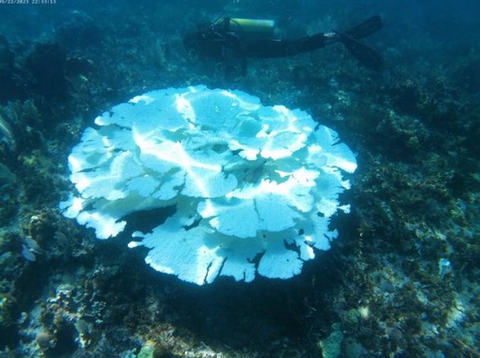 Coral afectado por blanqueamiento