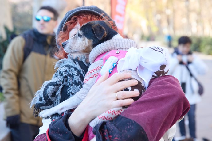 Un perro durante la San Perrestre 2023, a 30 de diciembre de 2023, en Madrid (España).