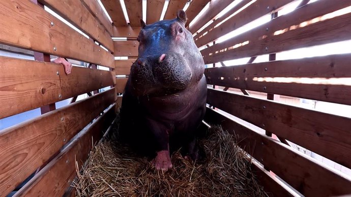 BIOPARC Valencia recibe una joven hipopótama