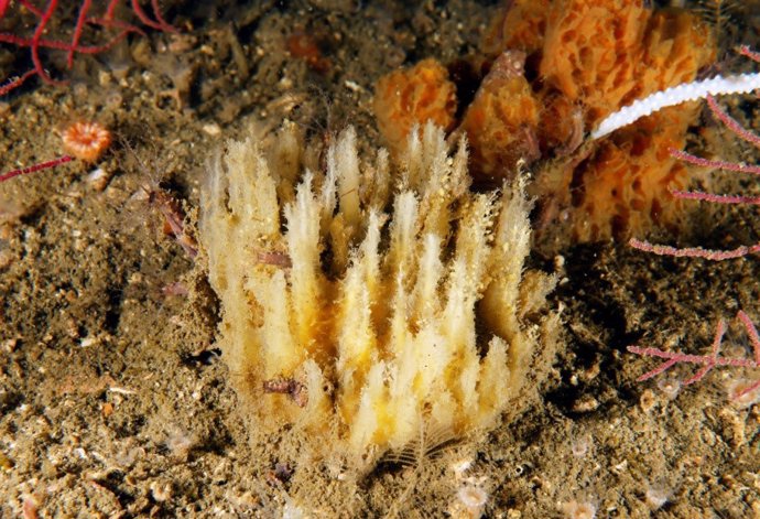 Nueva especie de esponja marina descubierta en aguas de la ría de Arousa por científicos del IEO y del GEMM de Ribeira