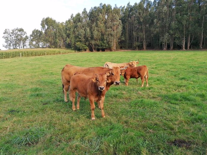 Archivo - Vacas. PAC. Rural. Campo.