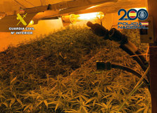 Imagen de una plantación intervenida en la operaci