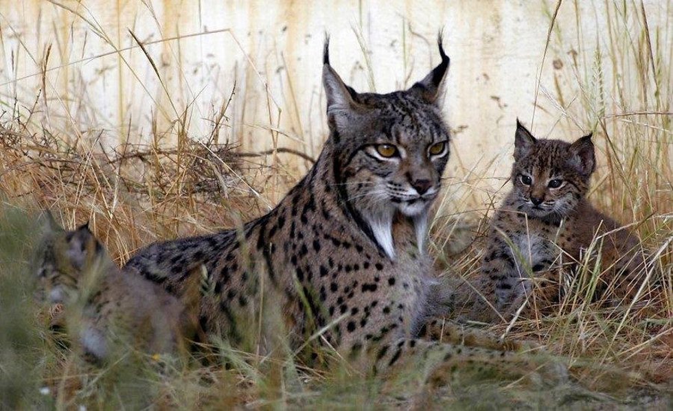 Archivo - Lince ibérico en una imagen de archivo.