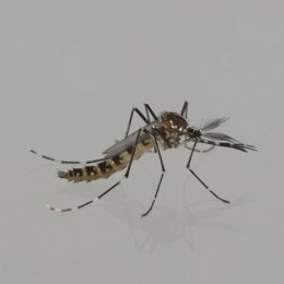 Agricultura inicia actuaciones para reducir la presencia del mosquito tigre en zonas verdes de Valencia, Castellón, Torrent, Paterna y Sagunt