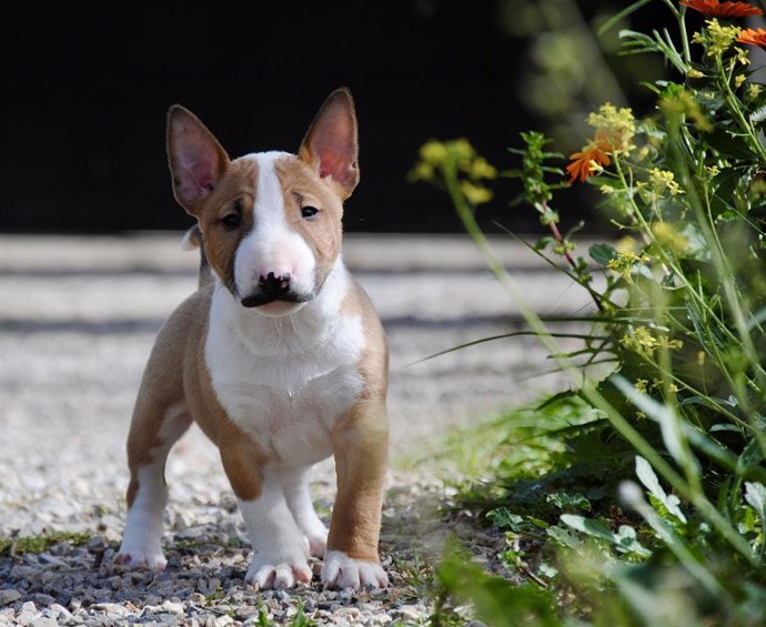 precio bull terrier miniatura.