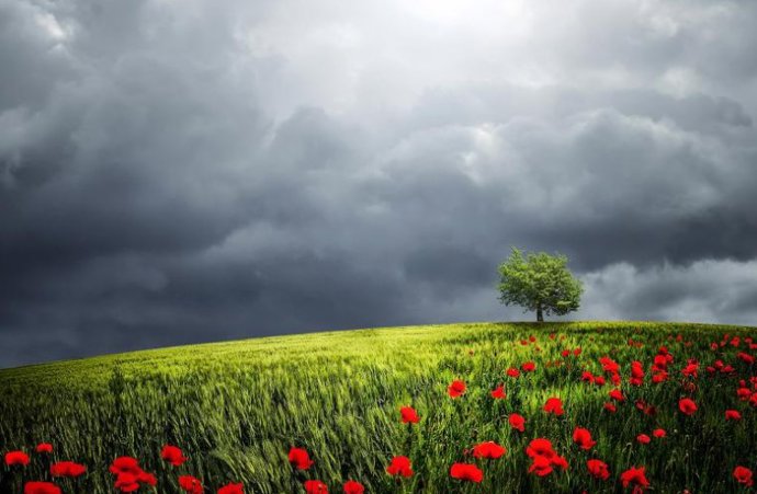 Campo de flores con nubes tormentosas de fondo