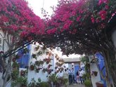 Foto: Los patios situados en los números 9, 2 y 6 de las calles Tinte, Pastora y Marroquíes ganan el concurso de Córdoba 2024