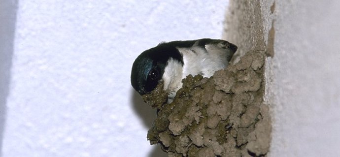 Archivo - El calor extremo dificulta la reproducción de las Golondrinas o Aviones por no poder realizar sus nidos con barro