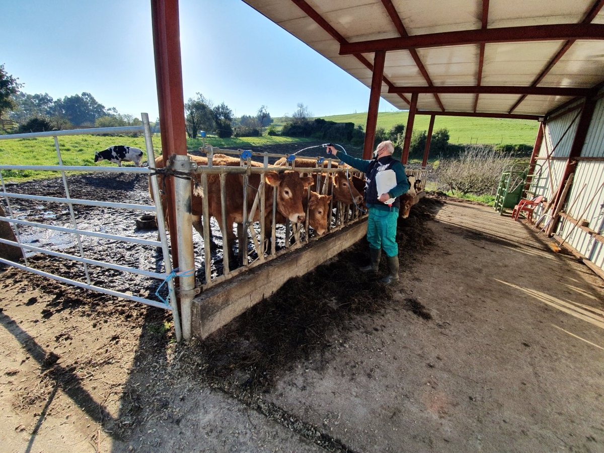 Cantabria lanza ayudas a ganaderos para pruebas diagnósticas, vacunaciones y medidas sanitarias