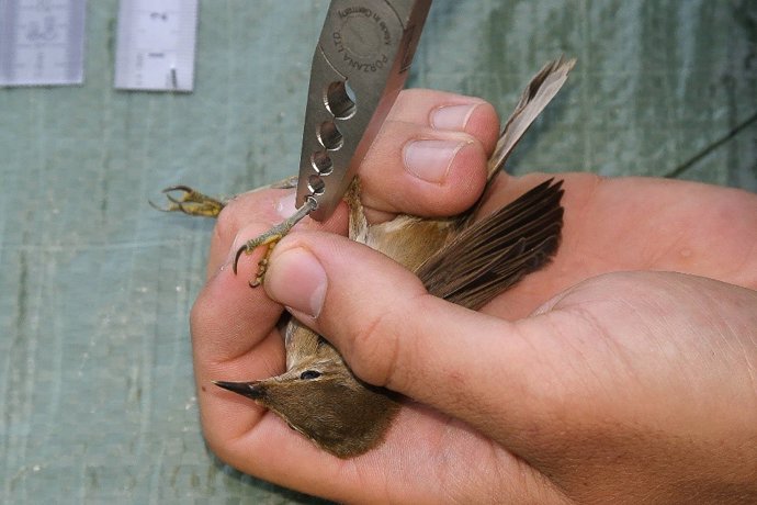 Un monitor medioambiental anilla una de las aves para su control y estudio.