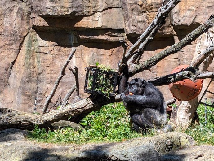 Primate del Zoo de Barcelona