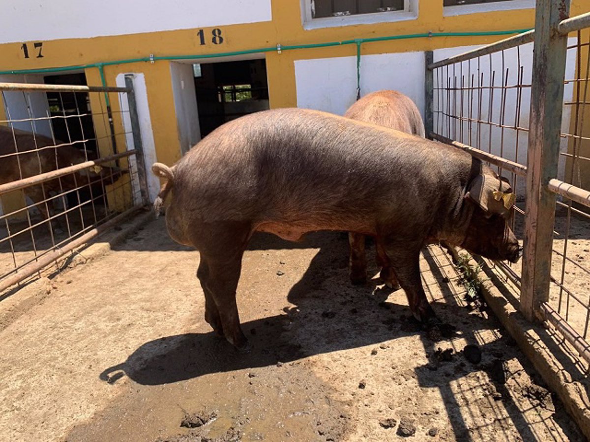 El centro de reproducción de la Junta subastará 23 machos de ganado porcino de raza Duroc