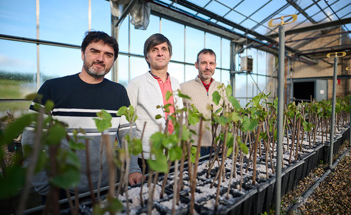 Los ingenieros agrónomos Julián Palacios, Gonzaga Santesteban y Rafael García, posan en uno de los ensayos del proyecto en la Finca de Prácticas de la ETSIAB.